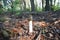 Poisonous mushroom dune stinkhorn Phallus hadriani,  looks like Morchella esculenta or Phallus impudicus mushroom in the forest