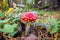 Poisonous mushroom fly agaric on the edge of the forest.Amanita muscaria mushroom close up.