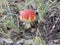 Poisonous mushroom fly-agaric on a forest glade