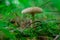 A poisonous mushroom in the forest