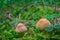 poisonous mushroom on green forest background