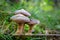 Poisonous mushroom growing in the forest. Inedible mushrooms growing in Central Europe