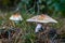 Poisonous mushroom growing in the forest. Inedible mushrooms growing in Central Europe