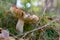 Poisonous mushroom growing in the forest. Inedible mushrooms growing in Central Europe