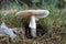 Poisonous mushroom growing in the forest. Inedible mushrooms growing in Central Europe