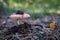 A poisonous mushroom growing in a pine forest. Fruiting body of the mushroom in the forest thickets. Autumn season