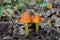 Poisonous mushroom Hygrocybe conica in the birch forest. Known as Blackening Waxcap or Conical Wax Cap.
