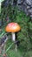A poisonous mushroom among the moss