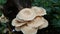 Poisonous mushroom in the nature background. Mushroom usually grow up in rainy season.