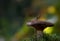 Poisonous mushroom Paxillus involutus growing in moss