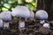 These poisonous mushrooms Agaricus Xanthodermus are like real champignons.