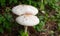 Poisonous mushrooms Chlorophyllum molybditeswhite flowers are blooming Spontaneously occurring.