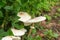 Poisonous mushrooms Chlorophyllum molybditeswhite flowers are blooming Spontaneously occurring.