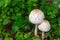 Poisonous mushrooms Chlorophyllum molybditeswhite flowers Spontaneously occurring.