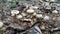Poisonous Mushrooms coming out after first rain in Indian forest