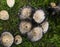 Poisonous mushrooms, coprinus atramentarius