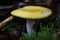 Poisonous mushrooms false honey agarics
