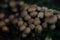 Poisonous mushrooms false honey agarics