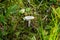 Poisonous mushrooms in the forest