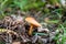 Poisonous mushrooms in the forest