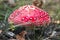 Poisonous mushrooms fungus toadstools in the forest Bright red mushroom fly agaric growing forest top view macro photo selective f