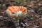 Poisonous mushrooms fungus toadstools in the forest Bright red mushroom fly agaric growing forest top view macro photo selective f