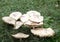 Poisonous Mushrooms on a grass meadow