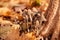 Poisonous mushrooms group grow in autumn leaves near the tree