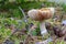 Poisonous mushrooms growing in a coniferous forest. Colorful toadstools in the grass