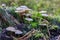 Poisonous mushrooms growing in a coniferous forest. Colorful toadstools in the grass