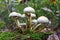 Poisonous mushrooms growing in a coniferous forest. Colorful toadstools in the grass