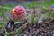 Poisonous mushrooms growing in a coniferous forest. Colorful toadstools in the grass