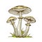 Poisonous mushrooms illustration