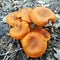 Poisonous mushrooms, Omphalotus Illudens. dangerous mushrooms,Italy.Wild mushroom.