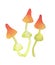 Poisonous mushrooms with orange hats. Mushroom with a skirt on the leg.