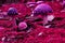 Poisonous mushrooms in pink moss