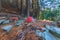 POISONOUS MUSHROOMS AND STACKING STONES IN THE WOOD.