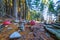 POISONOUS MUSHROOMS AND STACKING STONES IN THE WOOD.