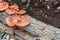 Poisonous mushrooms on the wood