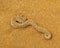 Poisonous Peringuey\'s adder or sidewinding adder snake (Bitis peringueyi) on orange namibian sand of Namib desert in Namibia