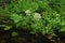 Poisonous plant cicuta growing near coast of a forest river.