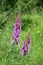 The poisonous plant - Foxglove |Digitalis purpurea