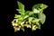 Poisonous plant henbane black (Hyoscyamus niger)