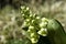 Poisonous plant white hellebore commonly known as false helleborine.