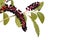 With poisonous pokeweed berries isolated