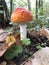 Poisonous psychoactive mushroom of the genus Amanita. known for its hallucinogenic properties, and some types of fly agaric are de