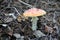A poisonous psychoactive mushroom of the genus fly agaric, or Amanita of the order agaric, belongs to the basidiomycetes.
