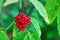 Poisonous red berries of woody nightshade. The berries are poisonous.Close up with macro lens