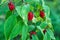 Poisonous red berries of woody nightshade. The berries are poisonous.Close up with macro lens