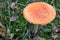 Poisonous red mushroom dotted toadstool mushroom hat
